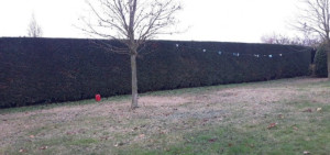 Photo de galerie - Taille de haies et d'arbustes