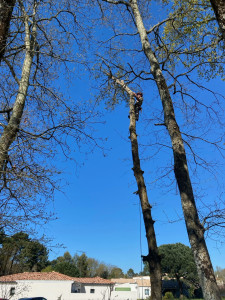 Photo de galerie - Elagage et coupe d'arbres