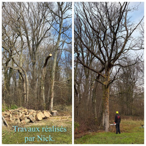 Photo de galerie - Taillage, élagage, abattage