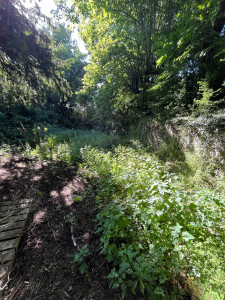 Photo de galerie - Tonte de pelouse - Débroussaillage