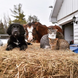 Photo de galerie - Rassurer les propriétaires d’animaux qui ont besoins que quelqu’un de confiance s’occupe d’eux ( chien, chat, chevaux ).