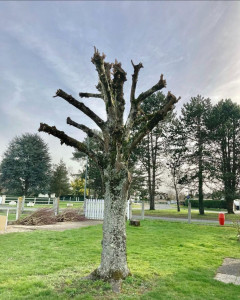 Photo de galerie - étêtage d'un arbre  