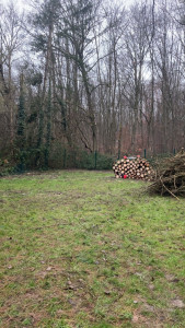 Photo de galerie - Suite coupe d’arbre 