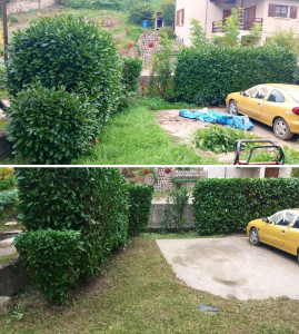 Photo de galerie - Taille de haies et d'arbustes