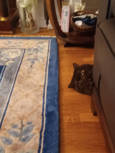 Photo de galerie - Gaia joue à cache cache....



