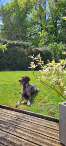 Photo de galerie - Voici Rio, heureux dans son jardin 