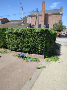 Photo de galerie - Taille de haies et d'arbustes