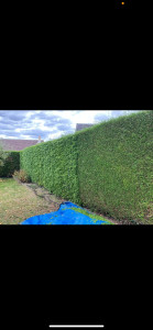 Photo de galerie - Taille de haies