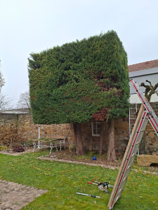 Photo de galerie - Taille de haies et d'arbustes