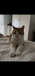 Photo de galerie - Garde chat 
