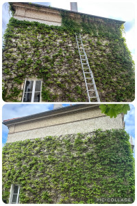 Photo de galerie - Avant après, Raccourcir une glycine et 4 façades de la maison