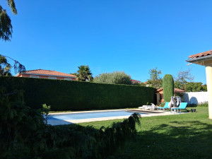 Photo de galerie - Taille de cyprès à Corbas 