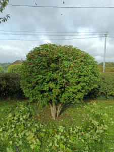 Photo de galerie - . 