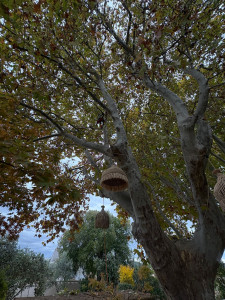 Photo de galerie - Taille sanitaire platane 