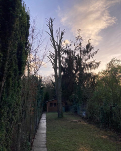 Photo de galerie - Abattage et élagage Rivery 