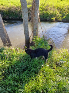Photo de galerie - Balade animaux 