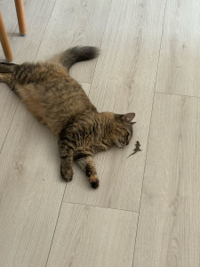 Photo de galerie - Une chasseuse de lézards 