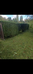 Photo de galerie - Propre et soyez sécurisé tailler la haie de thuya