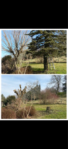 Photo de galerie - Élagage arbre + débit sapin