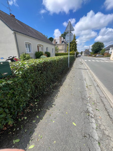 Photo de galerie - Taille de haie