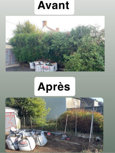 Photo de galerie - Suppression d’une haie + dessouchage 