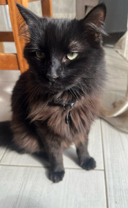 Photo de galerie - Garde chat