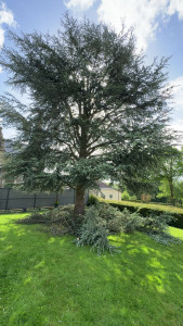 Photo de galerie - Elagage et coupe d'arbres
