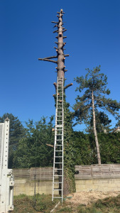 Photo de galerie - Elagage et coupe d'arbres