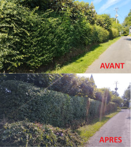 Photo de galerie - Taille de haies et d'arbustes