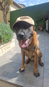 Photo de galerie - Ayant moi même un malinois je pourrais m’adapter pour tout type de situation 