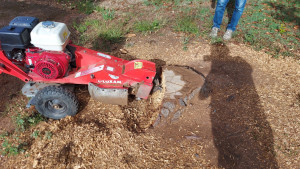 Photo de galerie - Rognages d'une souches de Pins 