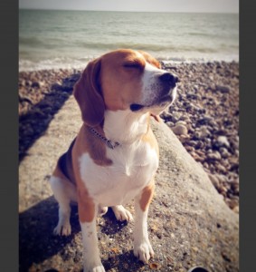 Photo de galerie - Nesco 6 ans beagle sauvé de la pique 