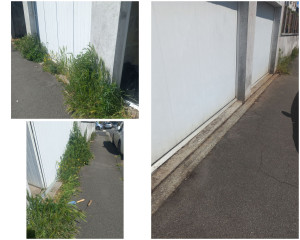 Photo de galerie - Tonte de pelouse - Débroussaillage