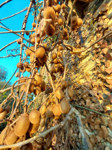 Photo de galerie - Ramassage de kiwis et taille