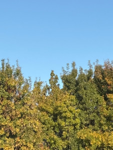 Photo de galerie - Elagage et coupe d'arbres