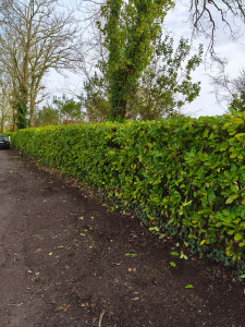 Photo de galerie - Taille d'une belle haie de lauriers 