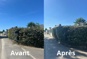 Photo de galerie - Taille de haie