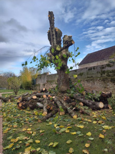 Photo de galerie - Elagage et coupe d'arbres