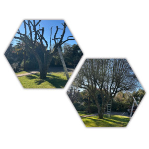 Photo de galerie - élagage pommier à fleur 