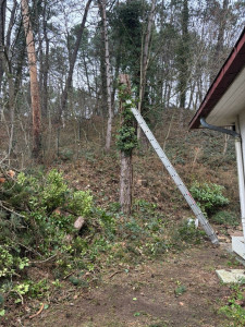 Photo de galerie - Élagage d’un arbre