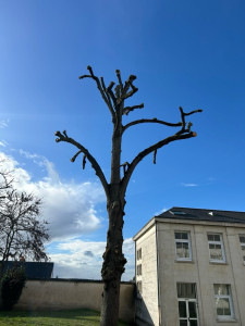 Photo de galerie - Elagage et coupe d'arbres