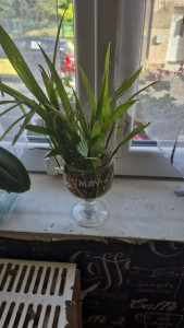 Photo de galerie - Jardinier