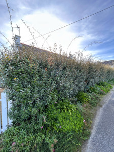 Photo de galerie - Taille d’une haie d’elaeagnus / avant 