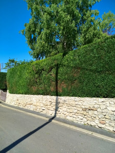 Photo de galerie - Taille de haie 