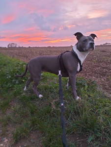 Photo de galerie - Balade au coucher du soleil avec Ozzy.