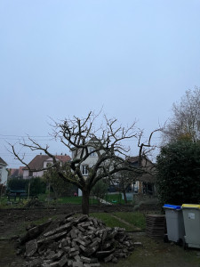 Photo de galerie - Taille fruitière sur un Quetscher (Prunier)