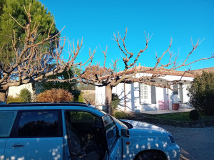 Photo de galerie - Taille de mûrier platane.
