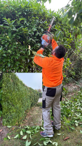Photo de galerie - Taille de hais 