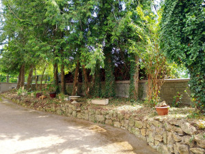 Photo de galerie - Débroussaillage après 