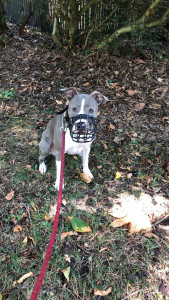 Photo de galerie - Garde régulière durant 6 mois d’une American Staff catégorisé 